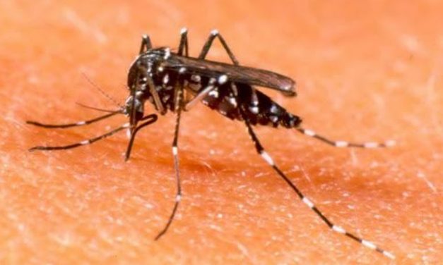 Recomendaciones ante la presencia de mosquitos
