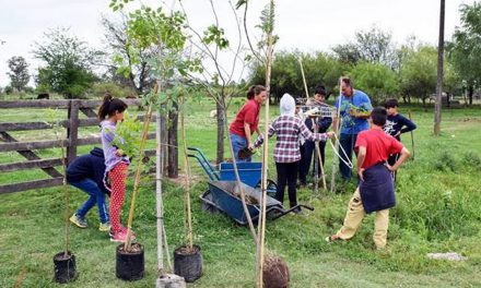 Plantación de árboles en la 6426