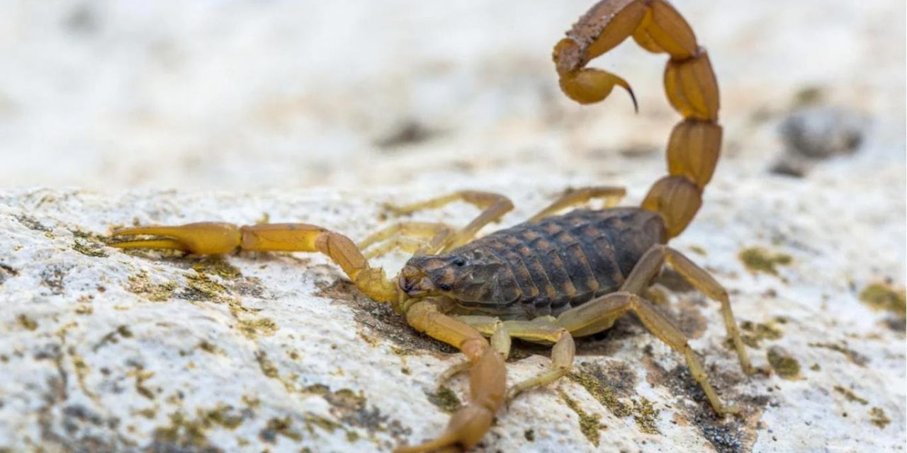 Qué hacer para prevenir picaduras de alacranes