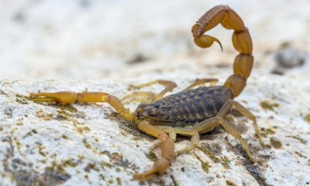 Qué hacer para prevenir picaduras de alacranes