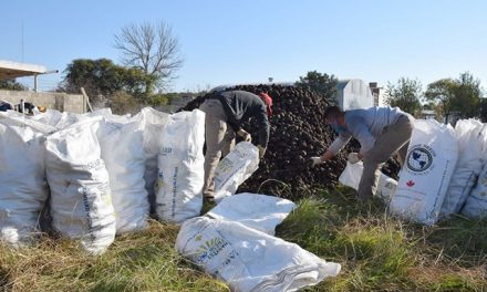 Miles de papas para el municipio