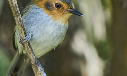 Salta enamora con sus aves y naturaleza