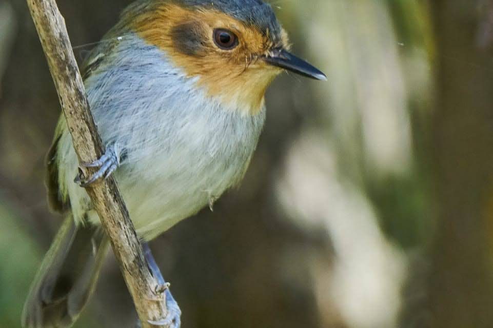 Salta enamora con sus aves y naturaleza