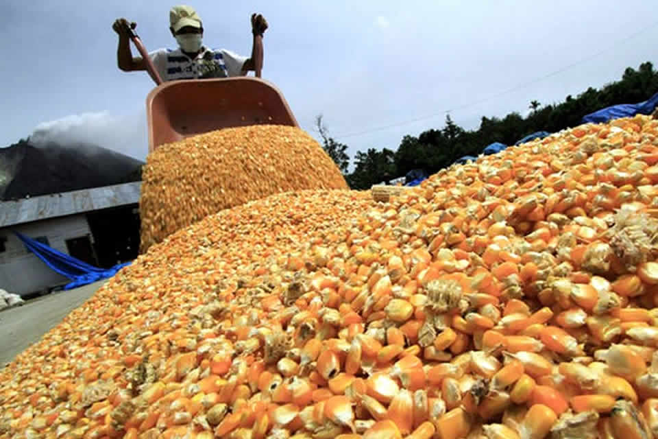 Proyectan una producción de 19 millones de toneladas de maíz en actual campaña