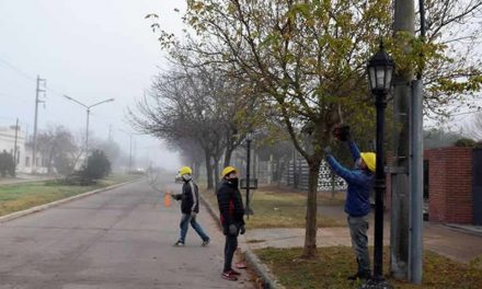 Comenzó la poda de arbolado público