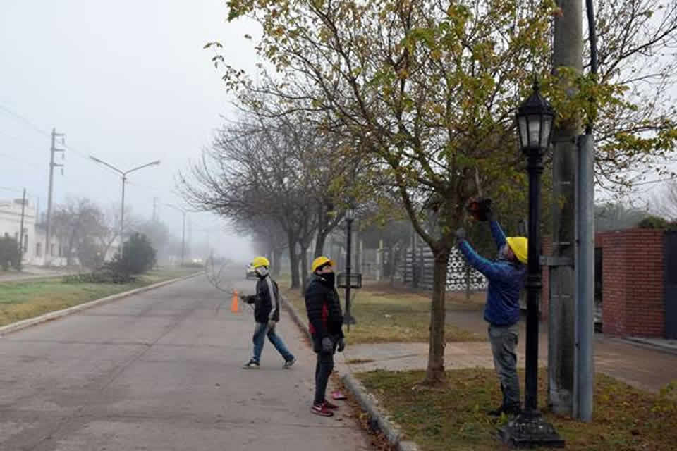 Comenzó la poda de arbolado público