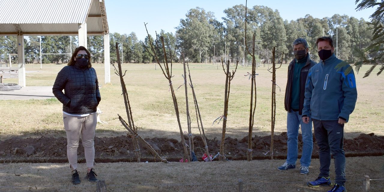 Entrega de árboles a clubes de Rufino