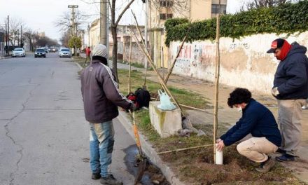 Reforestación en Zona Centro