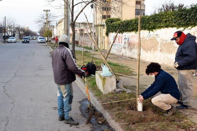 Reforestación en Zona Centro