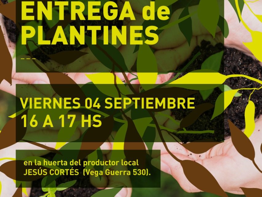 Este viernes entrega de plantines en lo de Cortés