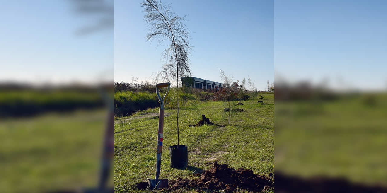 El objetivo es plantar 10  mil árboles