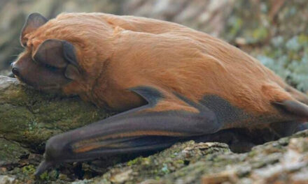 Identificaron una nueva especie de murciélago que habita en la zona de la laguna Melincué en el sur santafesino