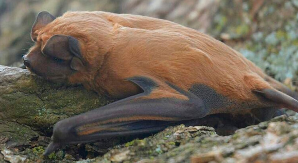 Identificaron una nueva especie de murciélago que habita en la zona de la laguna Melincué en el sur santafesino