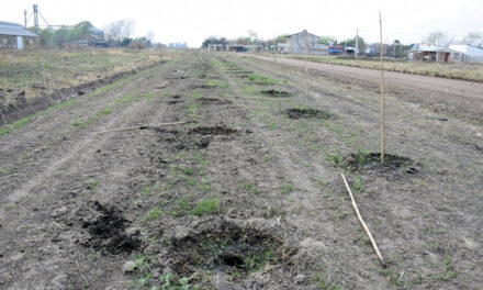 Se robaron 50 plantas del Plan de Forestación