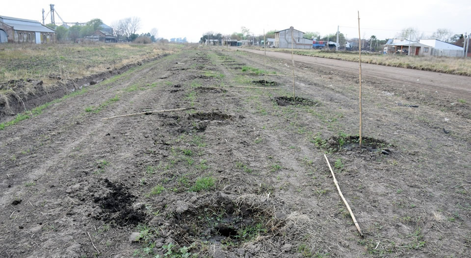 Se robaron 50 plantas del Plan de Forestación