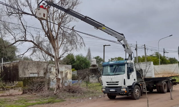 Continúa la limpieza de árboles caídos a consecuencia de las fuertes ráfagas de viento de este jueves