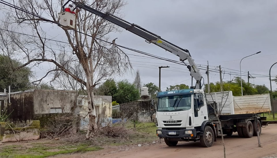 Continúa la limpieza de árboles caídos a consecuencia de las fuertes ráfagas de viento de este jueves