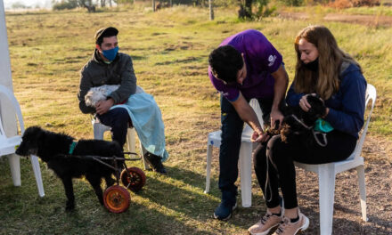 Exitosas jornada de castración canina