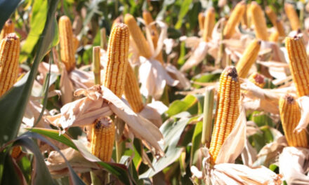 Avanza el financiamiento a productores para la siembra de trigo y maíz en Santa Fe