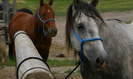 Declaran la emergencia sanitaria por un virus que afecta a los equinos