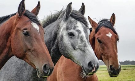 Se confirmó la primera víctima mortal por encefalitis equina en nuestra provincia de Santa Fe