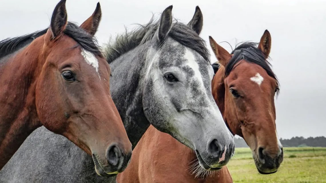 Se confirmó la primera víctima mortal por encefalitis equina en nuestra provincia de Santa Fe