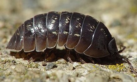 Bichos Bolita: Los Héroes Anónimos del Suelo