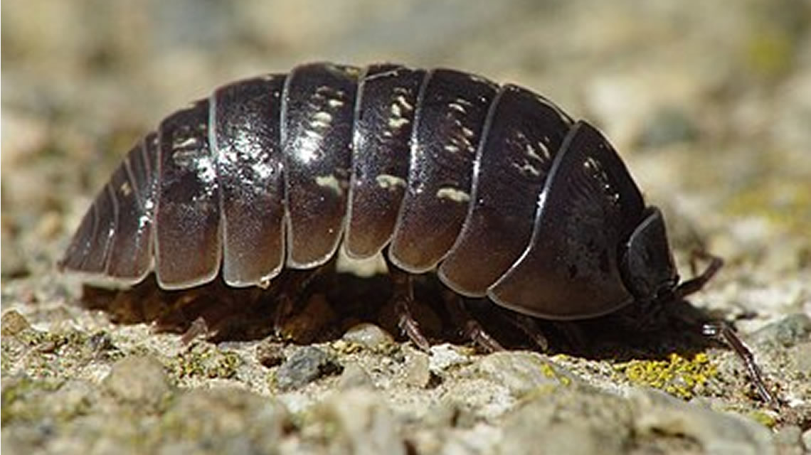 Bichos Bolita: Los Héroes Anónimos del Suelo