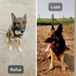 Rufus y Lupo: héroes de cuatro patas en la resolución de un caso de homicidio