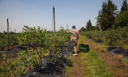 RENATRE actualizó los montos de la Prestación por Desempleo y lleva el máximo a $356.895