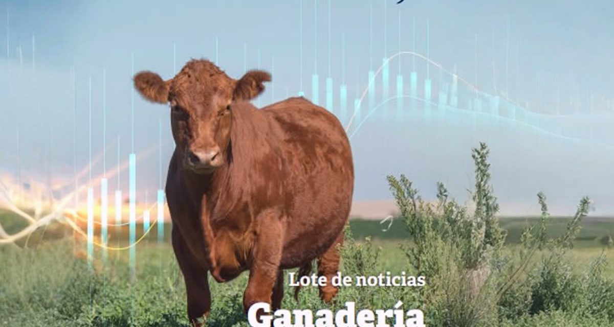 Según el informe del mercado ganadero de la Bolsa de Comercio de Rosario, el sector ganadero atraviesa un momento de contrastes